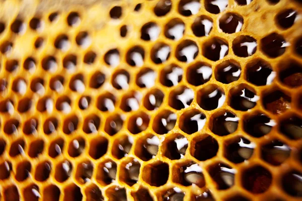 Peine de abeja — Foto de Stock