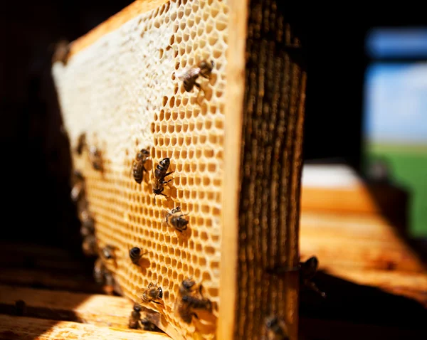 Εργάτριες μέλισσες — Φωτογραφία Αρχείου