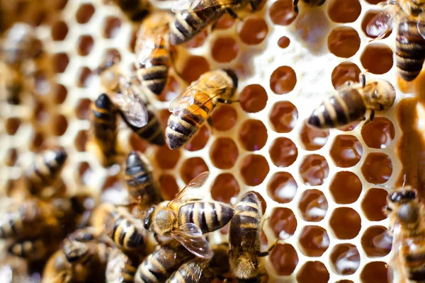 Робочі бджоли — стокове фото