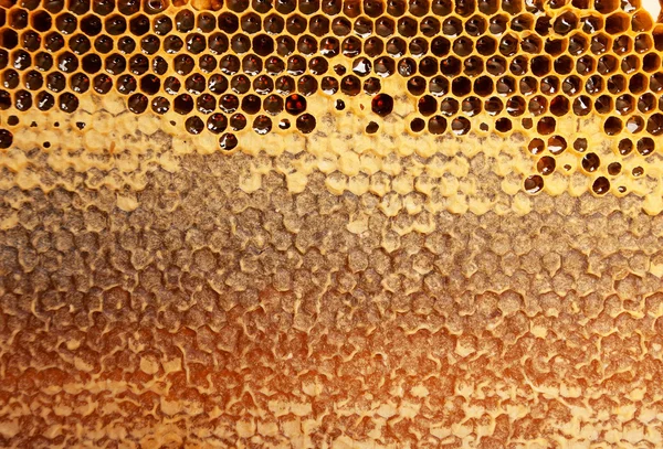 Honeycomb — Stock Photo, Image