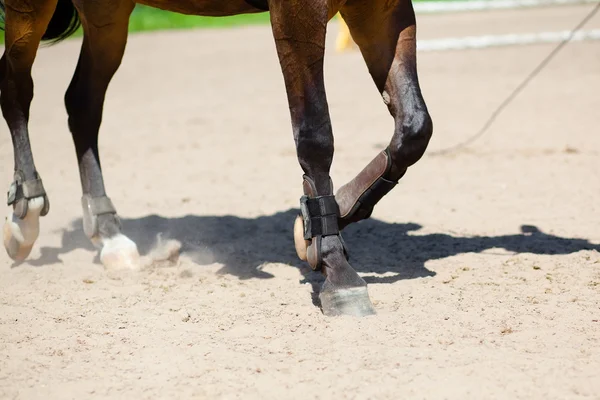 stock image The hooves of hors