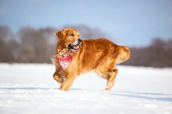 Labrador läuft draußen — Stockfoto