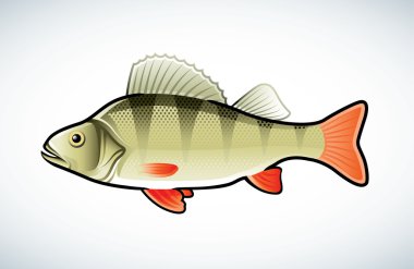 Perch illustration clipart