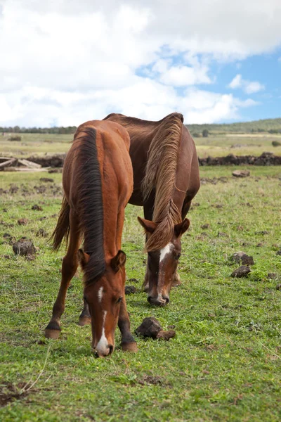 Hästar på Påskön — Stockfoto