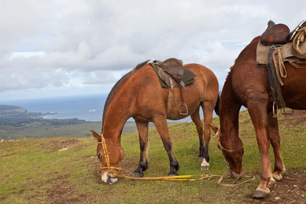 Horses on Easter Island — Stock Photo, Image