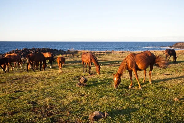 Hästar som äter gräs på Påskön — Stockfoto