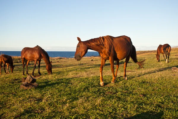 Hästar som äter gräs på Påskön — Stockfoto