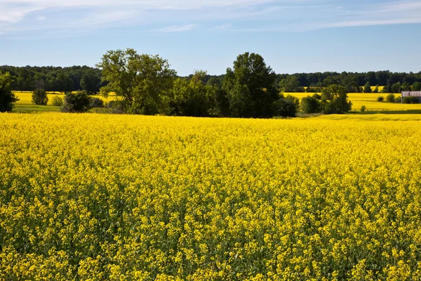 Stock image Blooming farmers crops