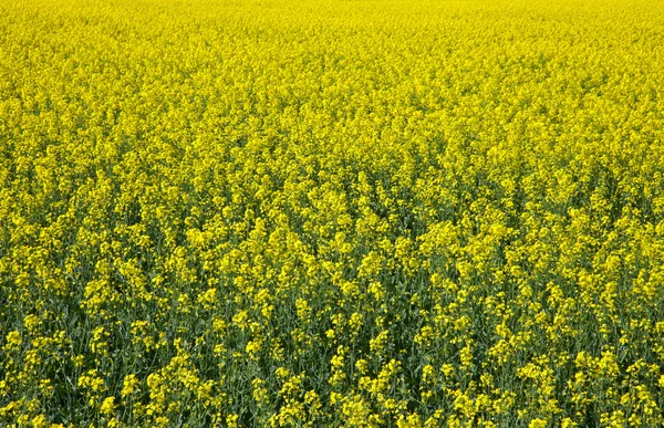 Blooming farmers crops — Stock Photo, Image
