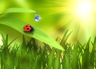 Ladybird yeşil arka plan üzerinde tesisi
