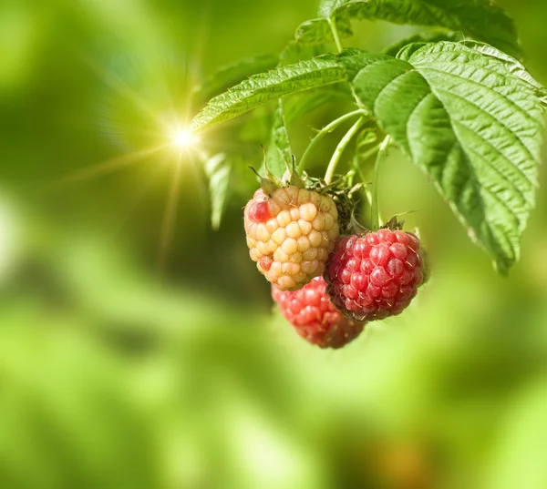 Fresh red rasberry on green — Stock Photo, Image