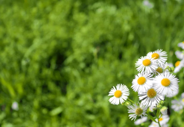 Λευκά λουλούδια στο πράσινο πεδίο — Φωτογραφία Αρχείου