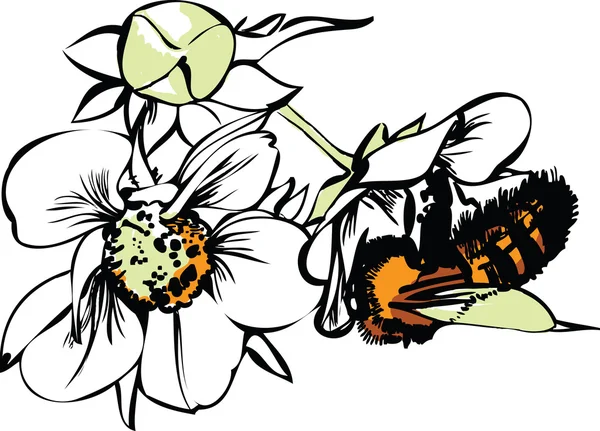 stock vector Bee on flowers