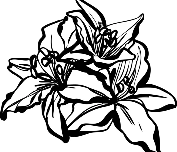 図、白地にユリの花束 — ストックベクタ