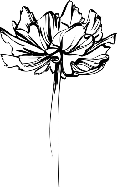 Schizzo di un fiore con grandi petali — Vettoriale Stock