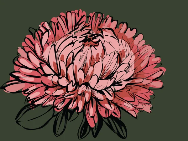 Große Knospen-Chrysantheme — Stockvektor