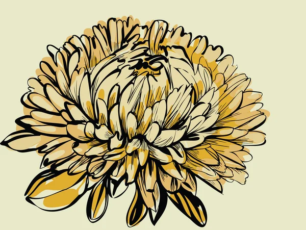 Big bud chrysanthemum — Stock Vector