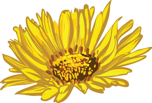 Gele bloem daisy aster chrysant — Stockvector