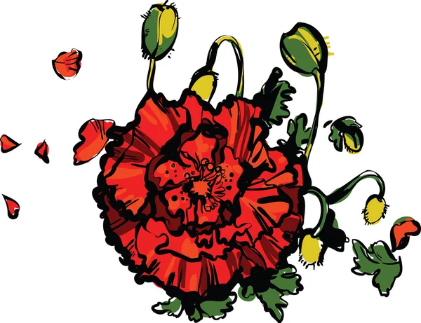 Изображение мака с мелкими бутонами в цвете — стоковый вектор