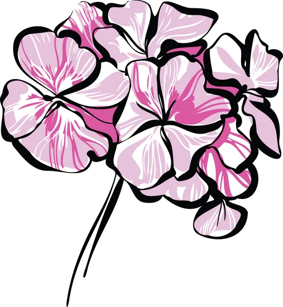 玫瑰花蕾天竺葵 — 图库矢量图片
