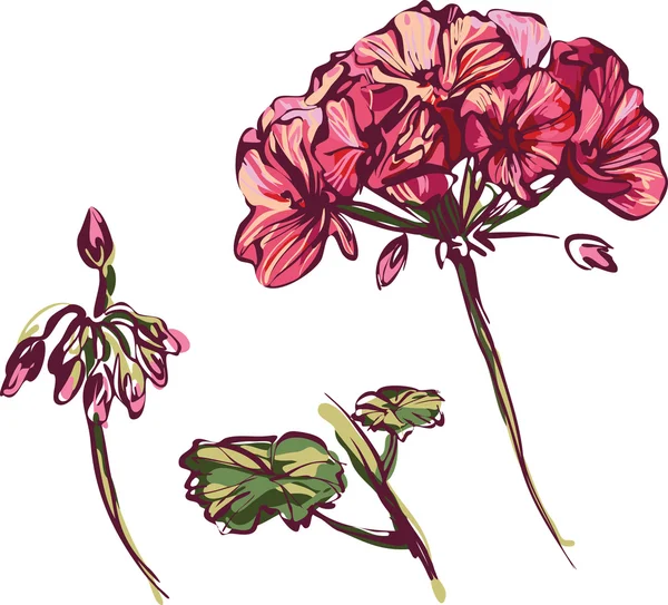 玫瑰花蕾天竺葵 — 图库矢量图片