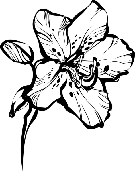 茎の 5 枚の花弁 — ストックベクタ