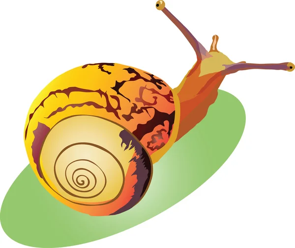 蜗牛蜗牛蜗牛爬上爬上爬 — 图库矢量图片