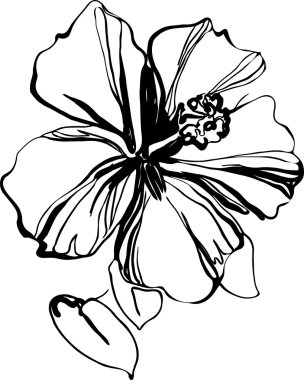 Hibiscus black and white sketch drawing a houseplant clipart