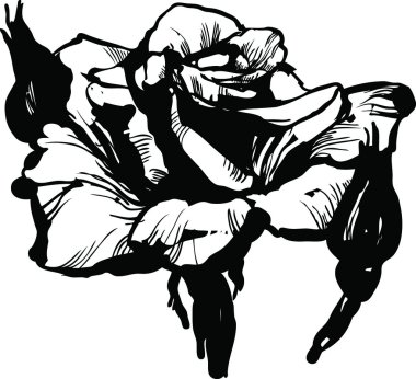 Gorgeous rose bud black and white drawing sketch clipart