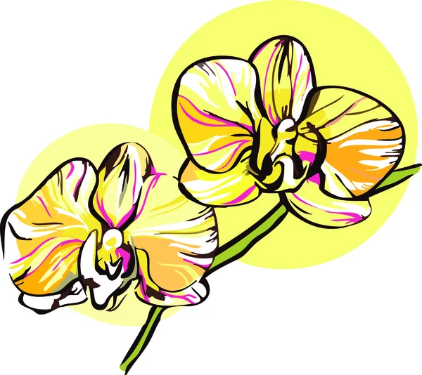 Zwei Orchideen mit einem gelben Mittelbild — Stockvektor