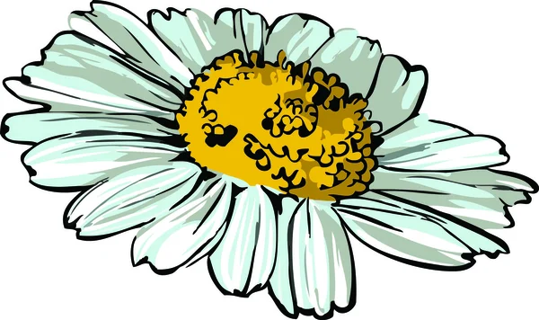 Daisy ruota foto di natura fiore schizzo — Vettoriale Stock