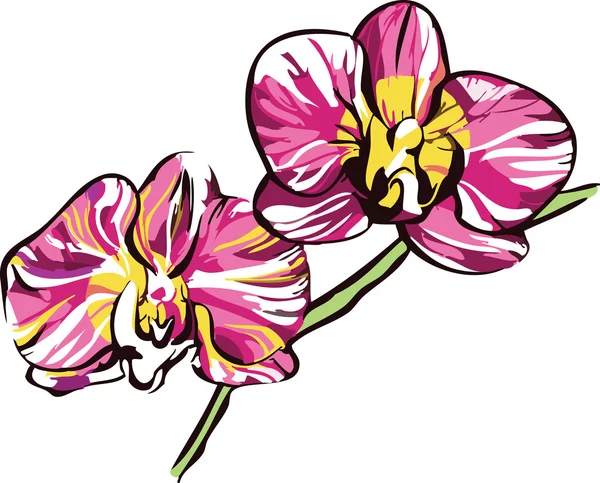 8due orchidee con centro giallo e petali viola a — Vettoriale Stock