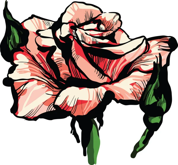 Χρώμα εικόνα του ένα πανέμορφο τριαντάφυλλο μπουμπούκι λουλούδι — Διανυσματικό Αρχείο