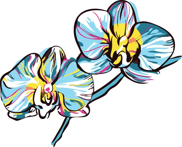 Duas orquídeas com centro amarelo e pétalas azuis — Fotografia de Stock