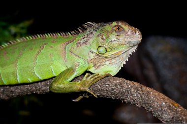 Iguana on a dark background image at home clipart