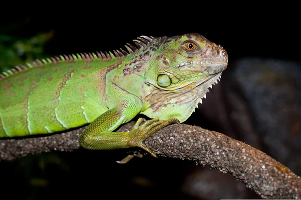 Iguana on a dark background image at home — Stock Photo, Image