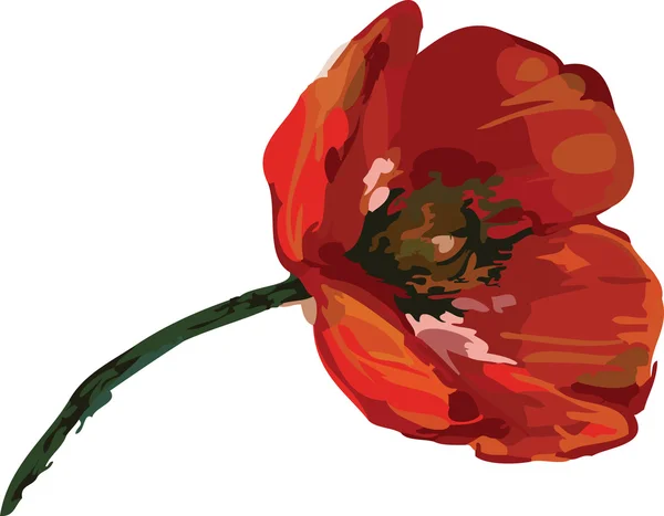 Red poppies on a long stalk — Stock Photo, Image