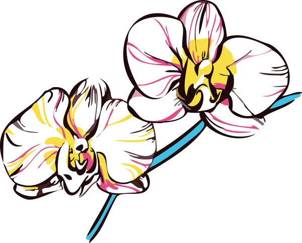 Due orchidee con centro giallo e petali rosa pallido — Vettoriale Stock
