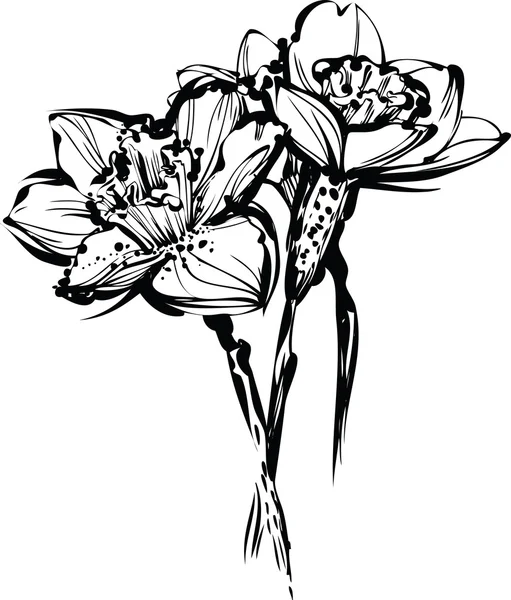 Dibujo en blanco y negro de tres flores de narciso — Vector de stock