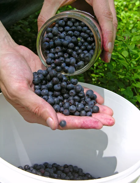 Gathering blueberries — Stock Photo, Image