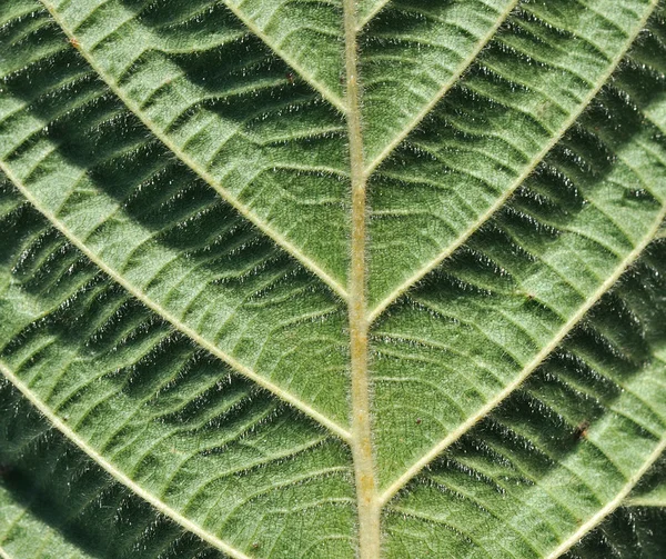 Leaf surface — Stock Photo, Image