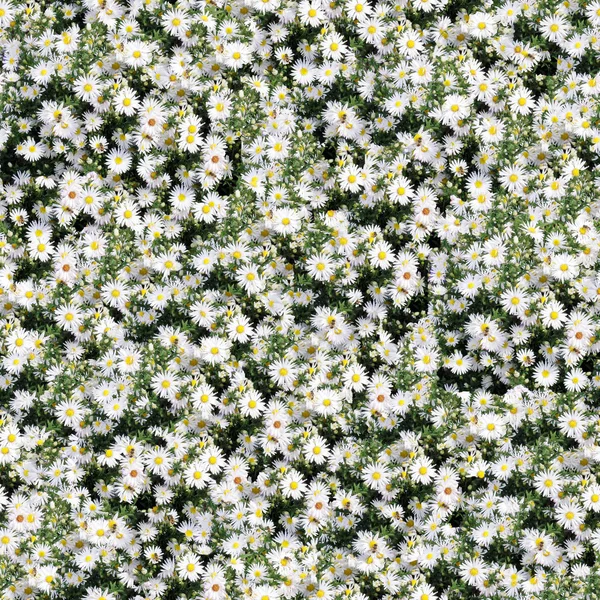 カモミール草原 (シームレスです) — ストック写真