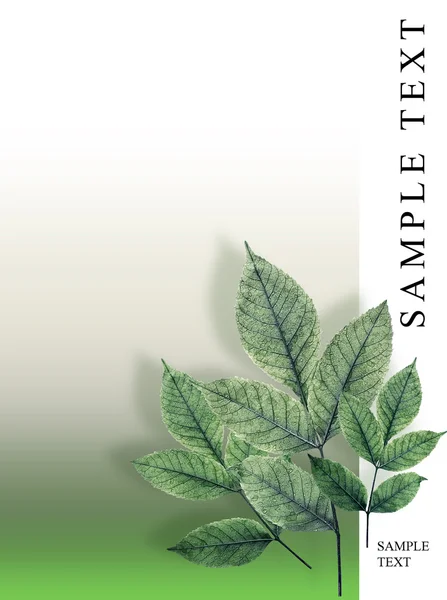 Färskt vattendroppar på gröna blad — Stockfoto