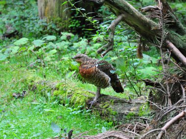 Young Capercaillie (Tetrao urogallus) clipart