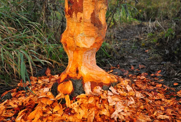 ビーバーの木 — ストック写真