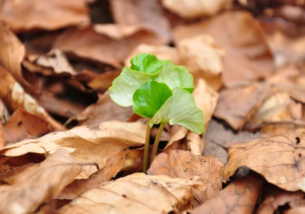 stock image Beech seedling