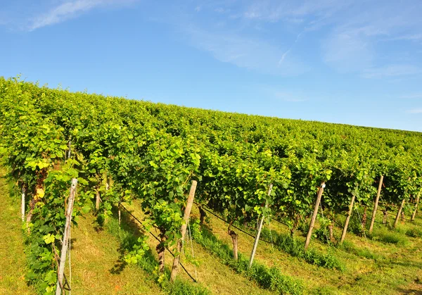 stock image Vineyard