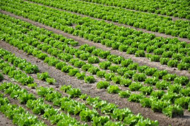 Lettuce field clipart