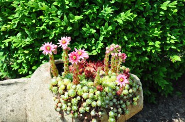 Olağanüstüsarı çiçekleri testi (Sempervivum)