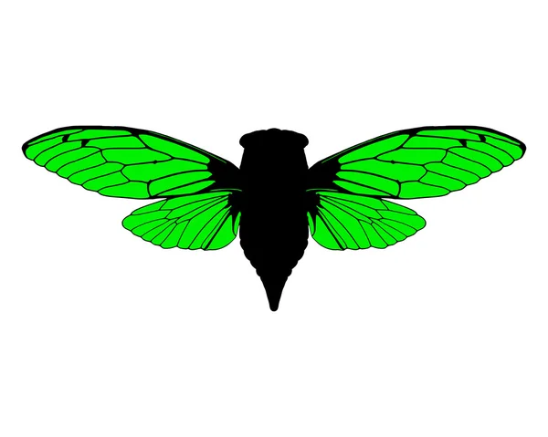 Красиві cicada — стокове фото